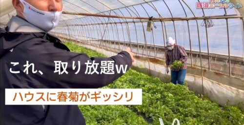 <4/25>【農業体験取り放題⁉️】トマト狩りに向けて苗植え体験へ